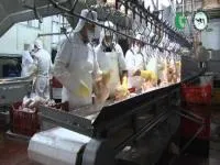 Конвейер для охлаждения тушек птицы